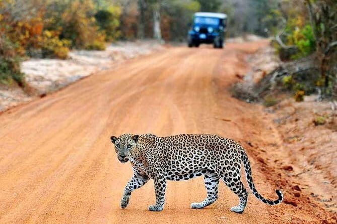 From Ella: YALA SAFARI TOUR & Galle/Mirissa/Tangalle transfer - Pricing and Value Considerations