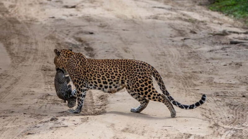 From Ella: Yala Safari & Transfer to Tangalle/Mirissa/Galle - The Sum Up