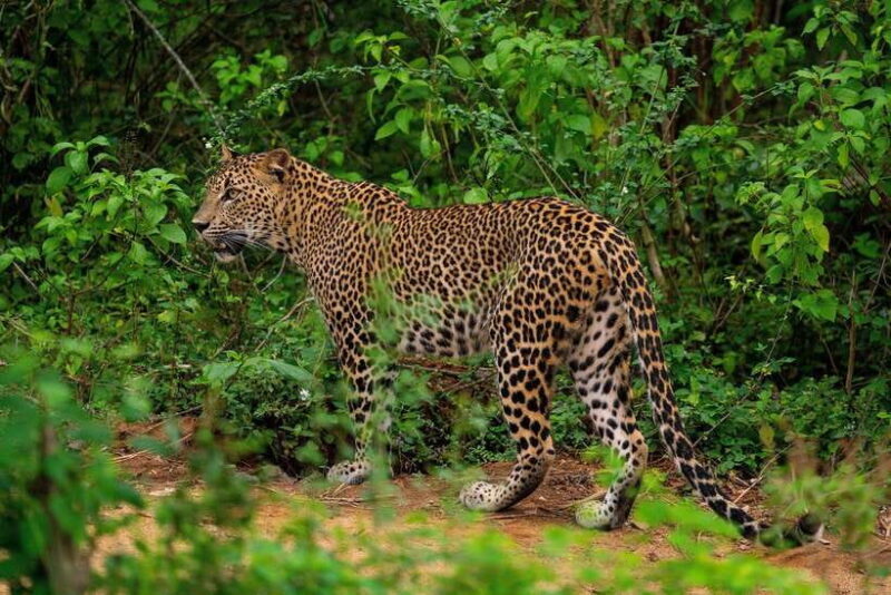 From Ella: Yala Safari with Tangalle/Mirissa/Galle Drop-off - Starting in Ella: The Journey Begins