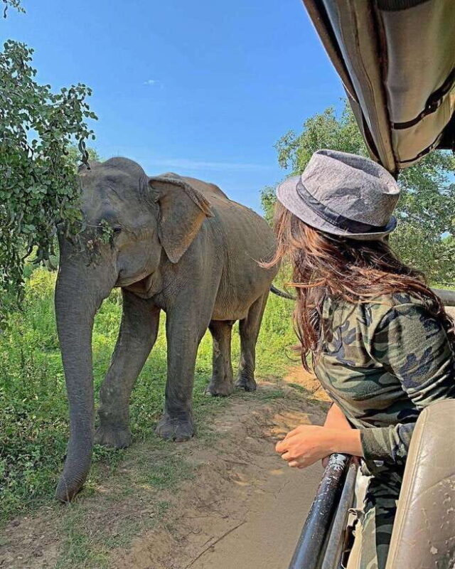 From Ella: Yala Safari with Tangalle/Mirissa/Galle Drop-off - Good To Know