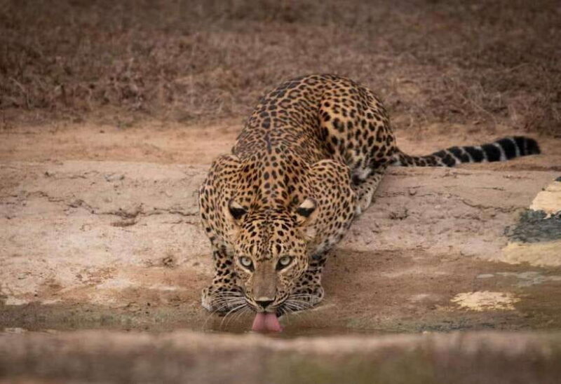 From Ella: Yala Safari with Tangalle/Mirissa/Galle Drop-off - What Makes This Tour Stand Out?