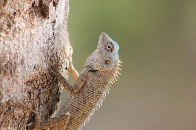From: Ella - YALA Wildlife Safari - (Special Offer) - Itinerary Highlights