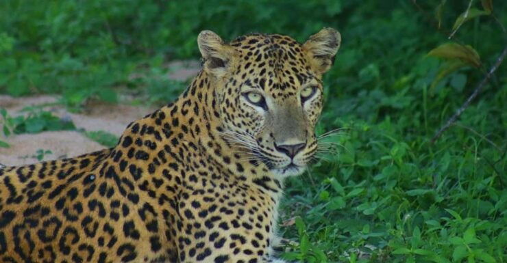 From Ella:Ravana Falls / Diyaluma Falls / Yala National Park - Itinerary Highlights