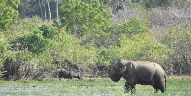 From Ella:Ravana Falls / Diyaluma Falls / Yala National Park - Comfort and Inclusions