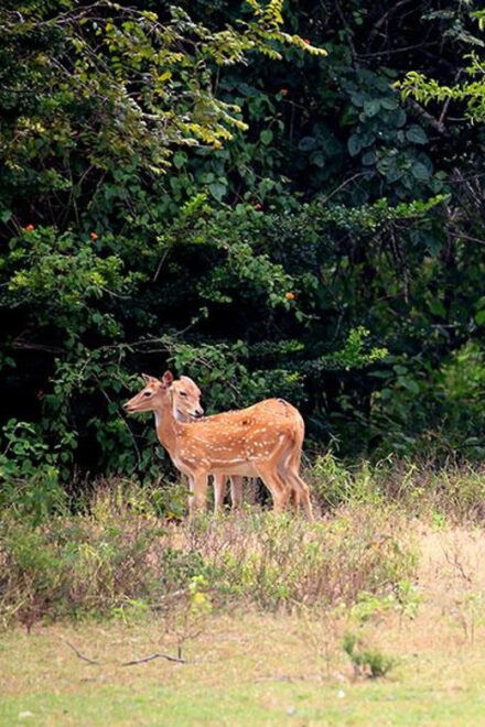 From Ella:Ravana Falls / Diyaluma Falls / Yala National Park - Pickup Locations