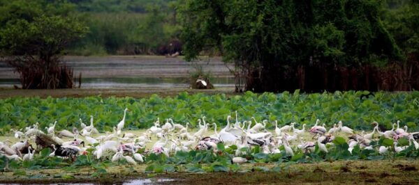 From Ella:Ravana Falls / Diyaluma Falls / Yala National Park - Booking Information