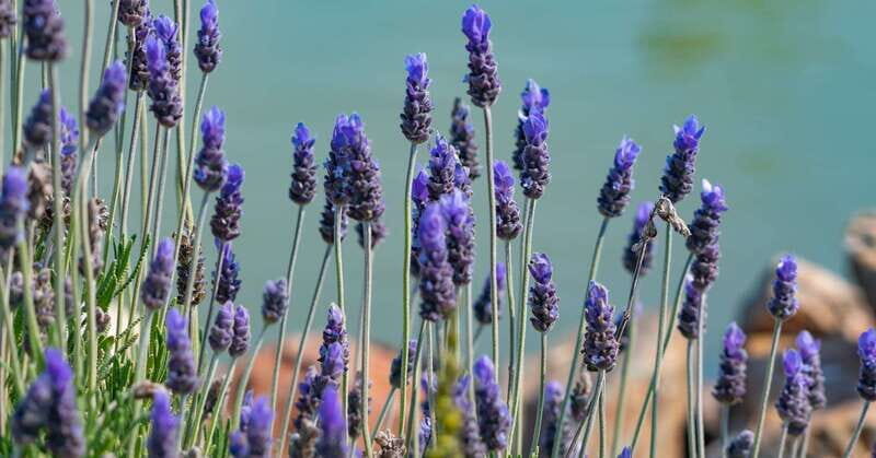 From Ensenada: Ojos Negros Valley Cheese & Wine Tasting Tour - Final Thoughts