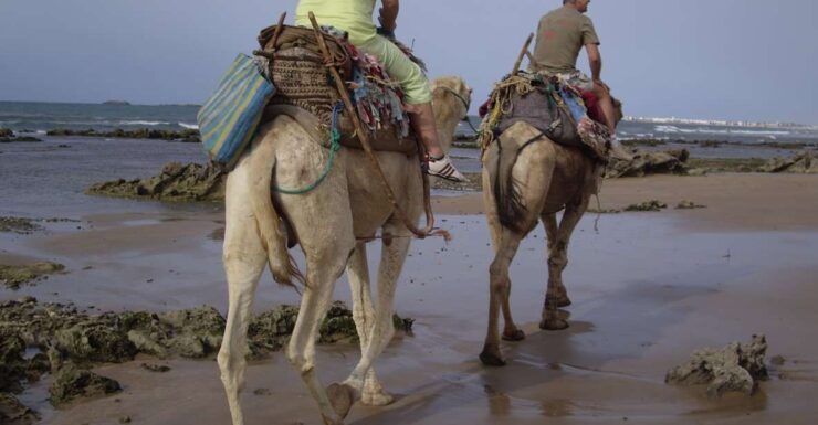 From Essaouira: Camel Tour With Overnight Stay in a Tent - Activity Information