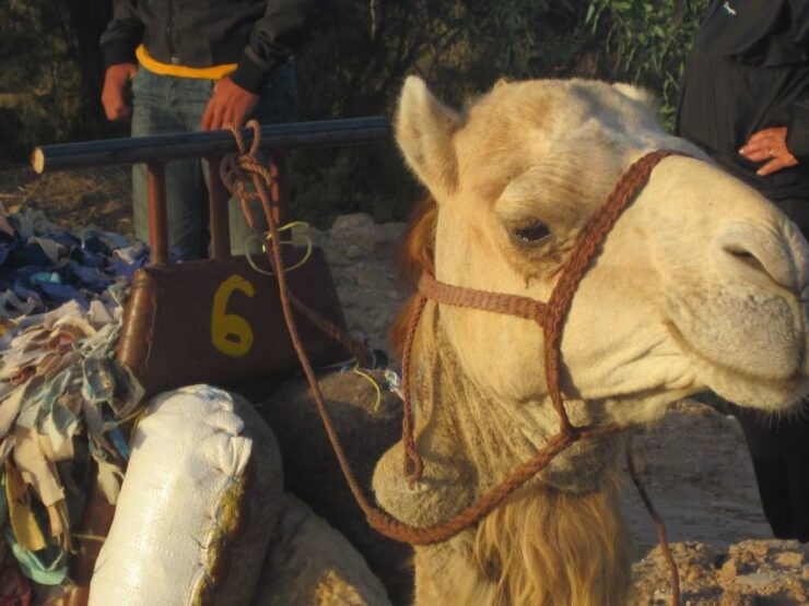 From Essaouira: Camel Tour With Overnight Stay in a Tent - Booking Details