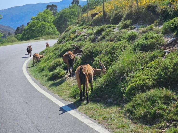 From Fafe: Full-Day Tour in Gerês National Park - Good To Know