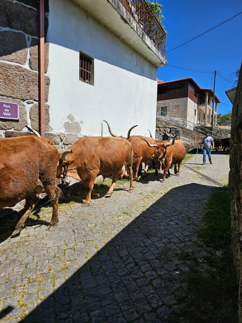 From Fafe: Full-Day Tour in Gerês National Park - Village of Fafião