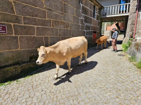From Fafe: Full-Day Tour in Gerês National Park - Frequently Asked Questions
