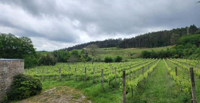 From Fafe: Full-Day Tour in Guimarães & Fafe - Inclusions
