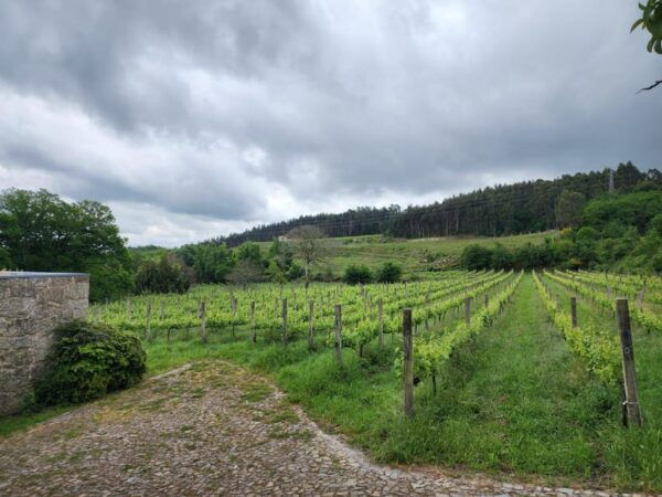 From Fafe: Full-Day Tour in Guimarães & Fafe - Booking Information