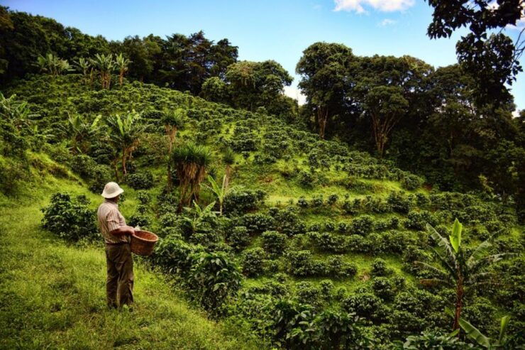 From Farm to Cup: The Ultimate Coffee Tour - Experience Highlights