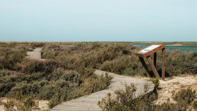From Faro: Catamaran Boat Trip to Deserta Island With Stop - Participant and Date Selection