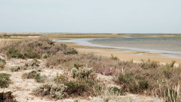 From Faro: Catamaran Boat Trip to Deserta Island With Stop - Common Questions
