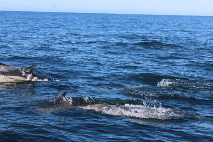 From Faro: Dolphin Watching & 2 Islands Tour - Cancellation Policy Details