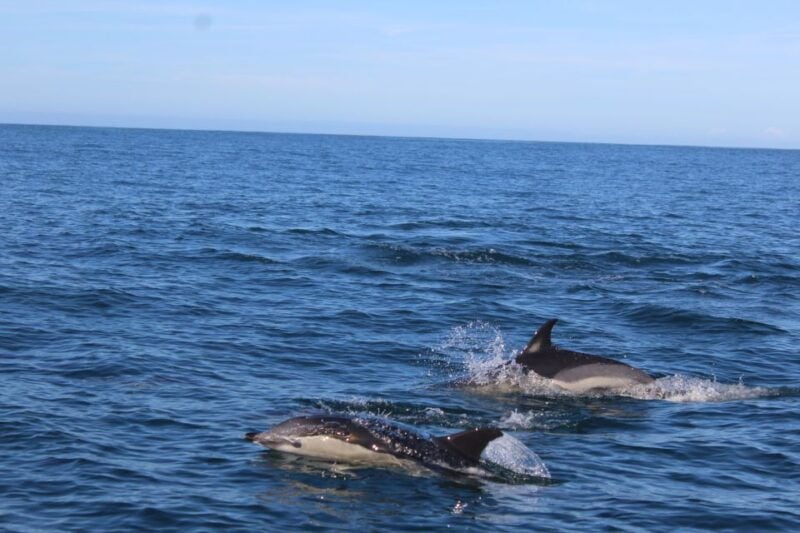 From Faro: Dolphin-Watching & Wildlife - Good To Know