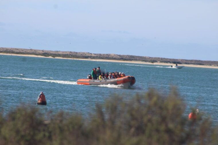 From Faro: Dolphin-Watching & Wildlife - What to Expect During the Tour