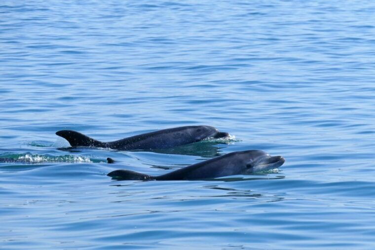 From Faro: Dolphin-Watching & Wildlife - Practical Details & Considerations