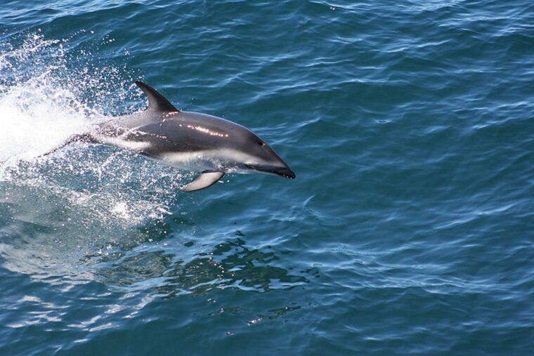 From Faro: Dolphin-Watching & Wildlife - Reviews and Feedback Insights