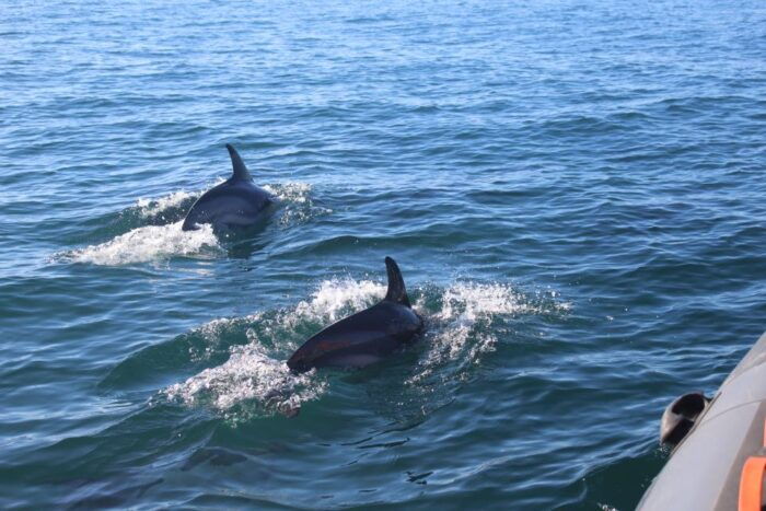 From Faro: Dolphin-Watching & Wildlife - FAQ
