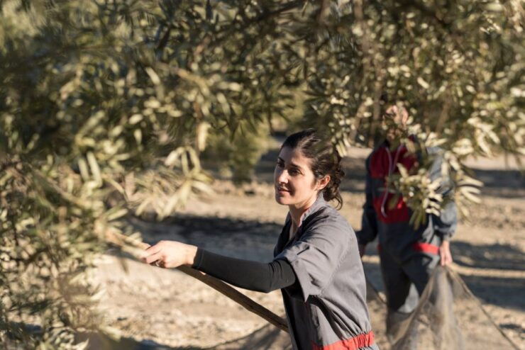 From Faro: Private Olive Oil Mill Tour With Tasting & Lunch - Tour Highlights