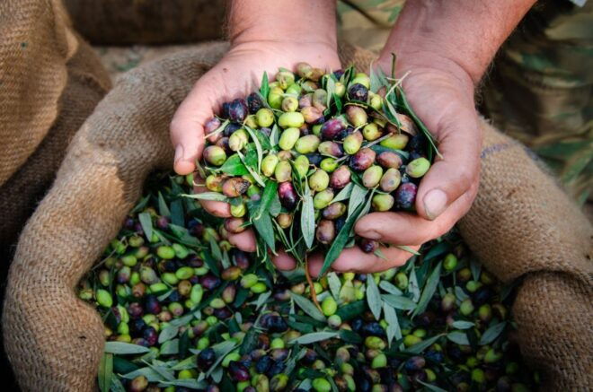 From Faro: Private Olive Oil Mill Tour With Tasting & Lunch - Tour Description