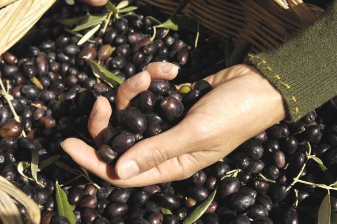 From Faro: Private Olive Oil Mill Tour With Tasting & Lunch - Directions