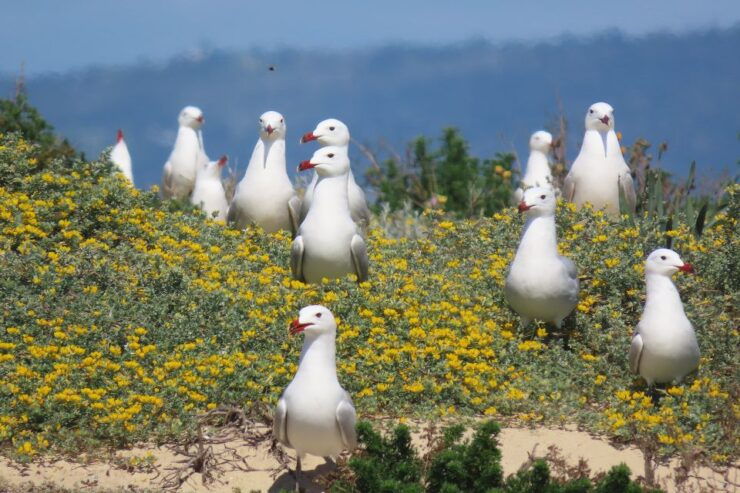 From Faro: Ria Formosa Eco Tour Guided by Marine Biologist - Marine Biologist Guided Experience