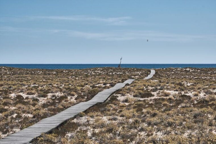 From Faro: Ria Formosa Hop-On Hop-Off 3 Islands Cruise - Practical Details You Need to Know