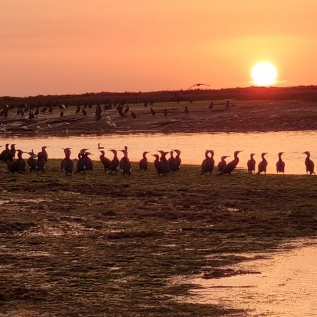 From Faro: Ria Formosa Islands Sunset Catamaran Cruise - Booking Information