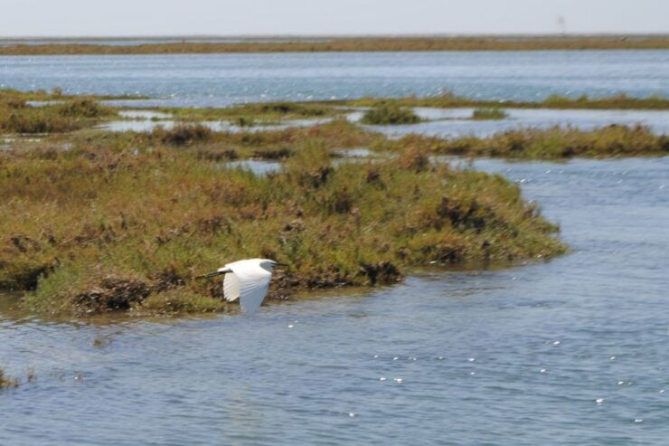 From Faro: Ria Formosa Lagoon Boat Tour With Local Guide - Activity Details