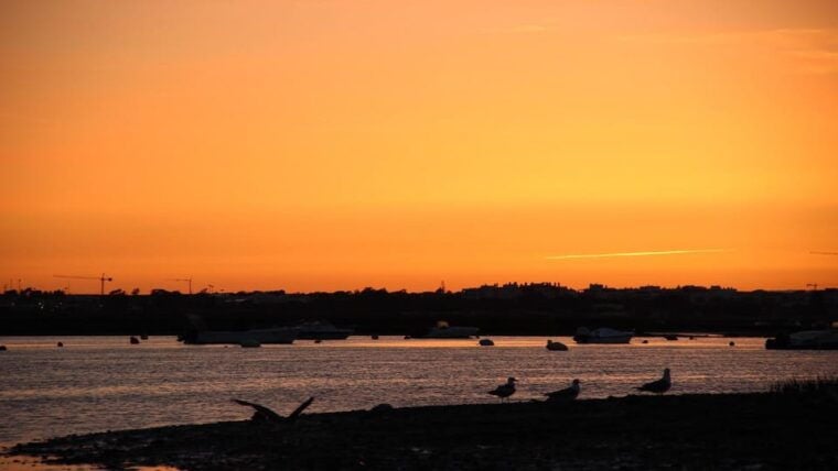 From Faro: Ria Formosa Sunset Boat Trip - Analyzing the Value
