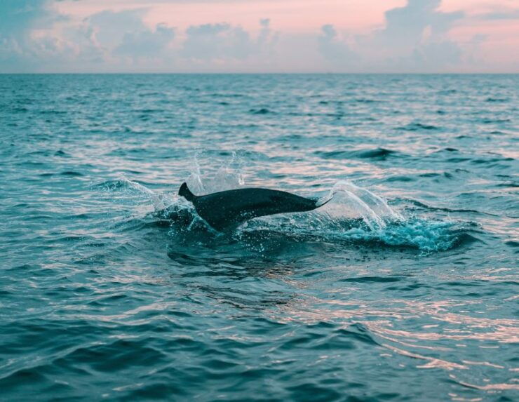 From Fažana: Dolphin Sunset Cruise to Brijuni National Park - Good To Know