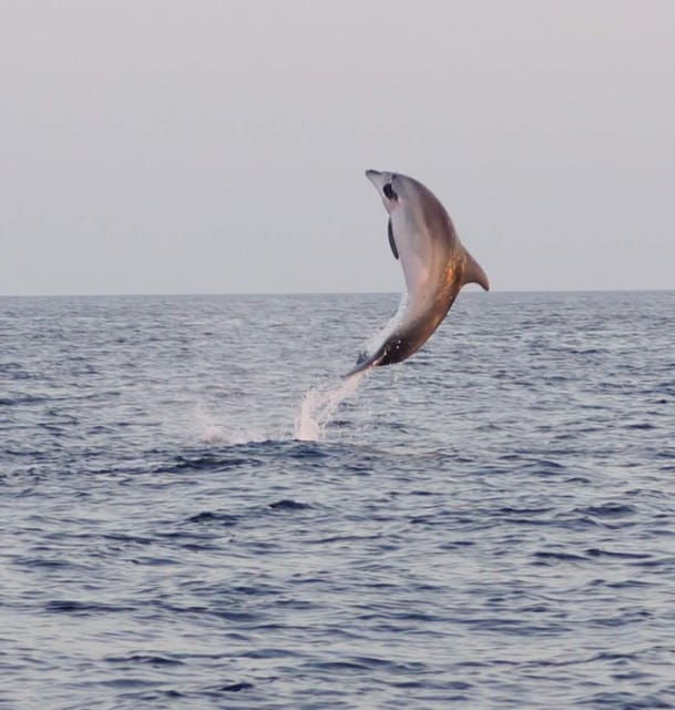 From Fazana: Dolphin watching and snorkeling in Blue Cave - The Value of the Experience