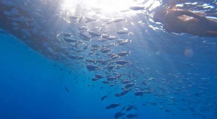 From Fazana: Private Blue Cave Snorkel & Lagoons Np Brijuni - Pricing and Languages