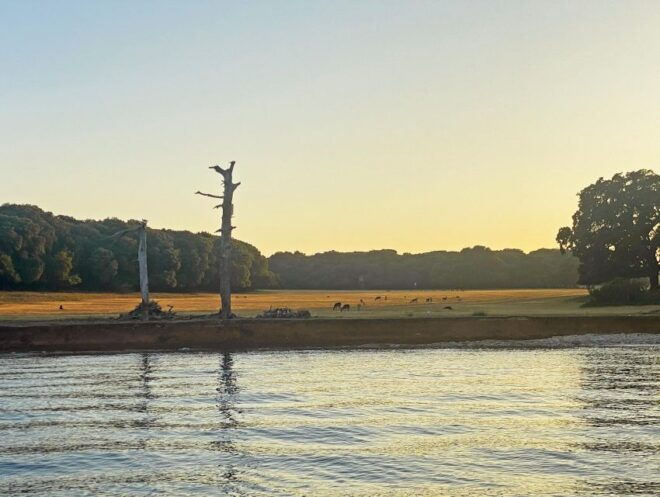 From Fazana: Private Dolphin Search & Sunset Cruise - Includes