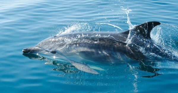 From Fazana: Private Dolphin Search & Sunset Cruise - The Sum Up