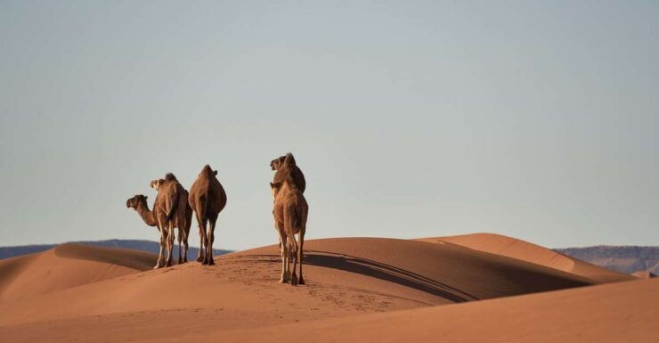 From Fes to Marrakech Through Atlas Mountians and Sahara - Discover Moroccan Culture and Heritage