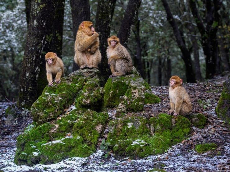 From Fez: Day Trip to the Middle Atlas and the Monkey Forest - Experience and Exploration