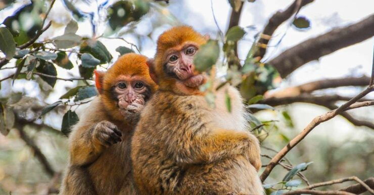 From Fez: Middle Atlas and Monkey Forest Day Trip - Experience Highlights