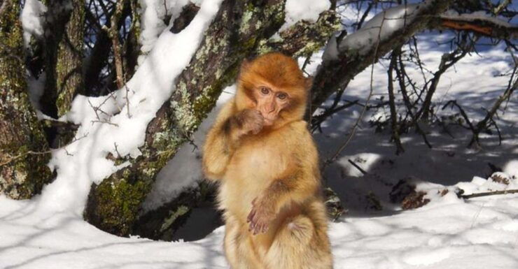 From Fez: Middle Atlas Ifran and Forest of Monkeys Day Trip - Activity Details