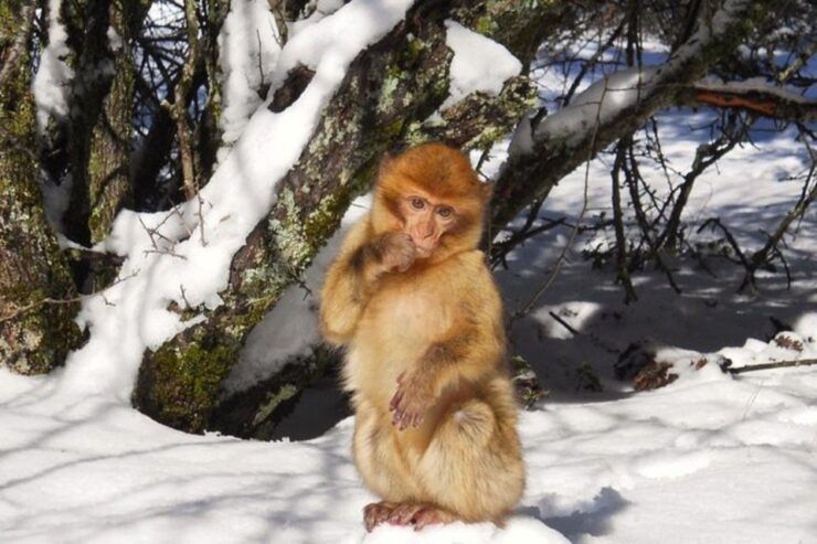 From Fez: Middle Atlas Ifran and Forest of Monkeys Day Trip - Highlights