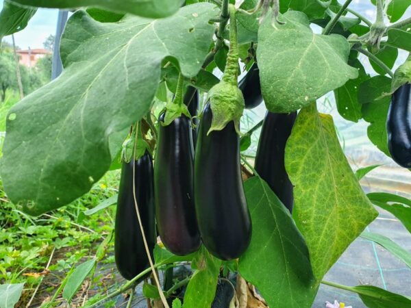 From Field to Table: Harvest and Creative Cuisine - Inclusions: Kitchen Class and Lunch Details