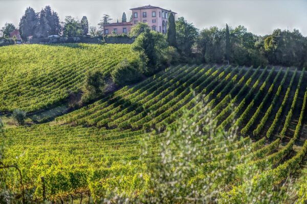 From Florence: Bolgheri Full Day Wine Tour - Frequently Asked Questions