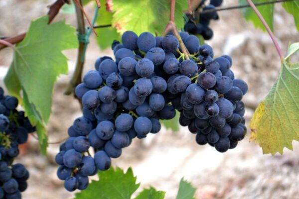 From Florence: Boutique Winery Tour With Lunch in Chianti - Important Information