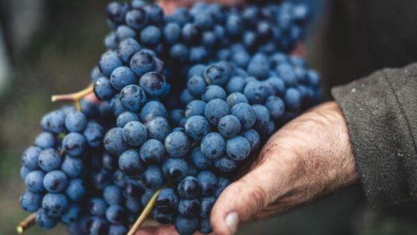 From Florence: Chianti Hills Half-Day Tour With Wine Tasting - Common Questions