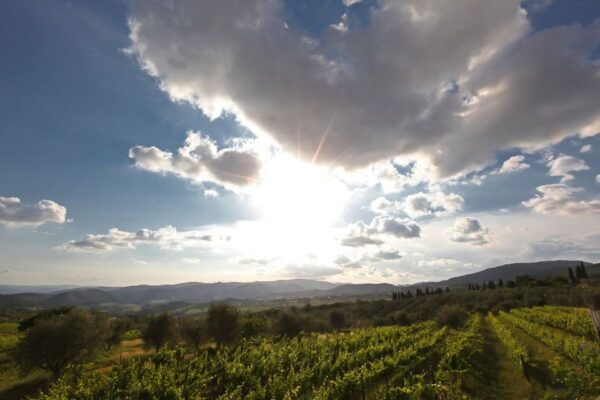 From Florence: Chianti Rufina Private Tour And Food Tasting - Itinerary Highlights